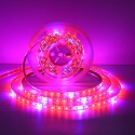 5M SMD5050 Waterproof Full Spectrum LED Plant Grow Strip Light for Greenhouse  DC12V - EU Plug