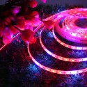 5M SMD5050 Waterproof Full Spectrum LED Plant Grow Strip Light for Greenhouse  DC12V - EU Plug