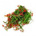 DIY Sand Table Decoration Materials Shrub Thicket Spend Gardening -  Pink