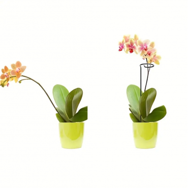 8pcs Plant Support P...