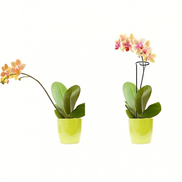 8pcs Plant Support Pile Garden Pile Plant Rod Support Cage Plant Stabilizer Hair Straightener Bracket Suitable For Outdoor Indoor Plants Tomato Peony Orchid